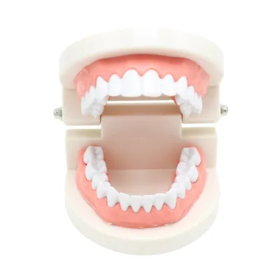 Dental Teeth Model Demonstration Tool Dental Teeth Model Demonstration Tool