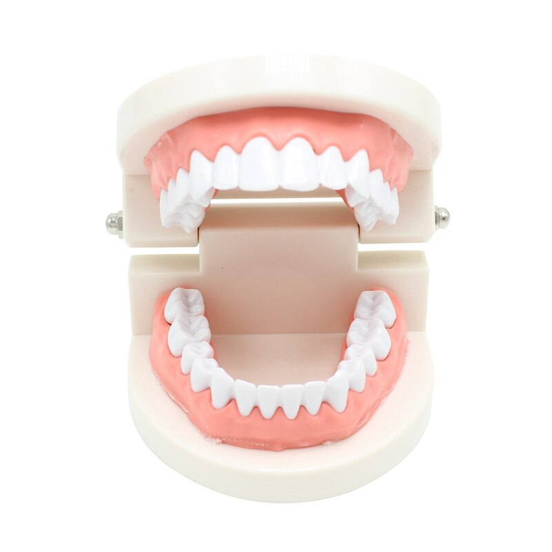 Dental Teeth Model Demonstration Tool Dental Teeth Model Demonstration Tool