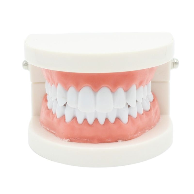 Dental Teeth Model Demonstration Tool Dental Teeth Model Demonstration Tool
