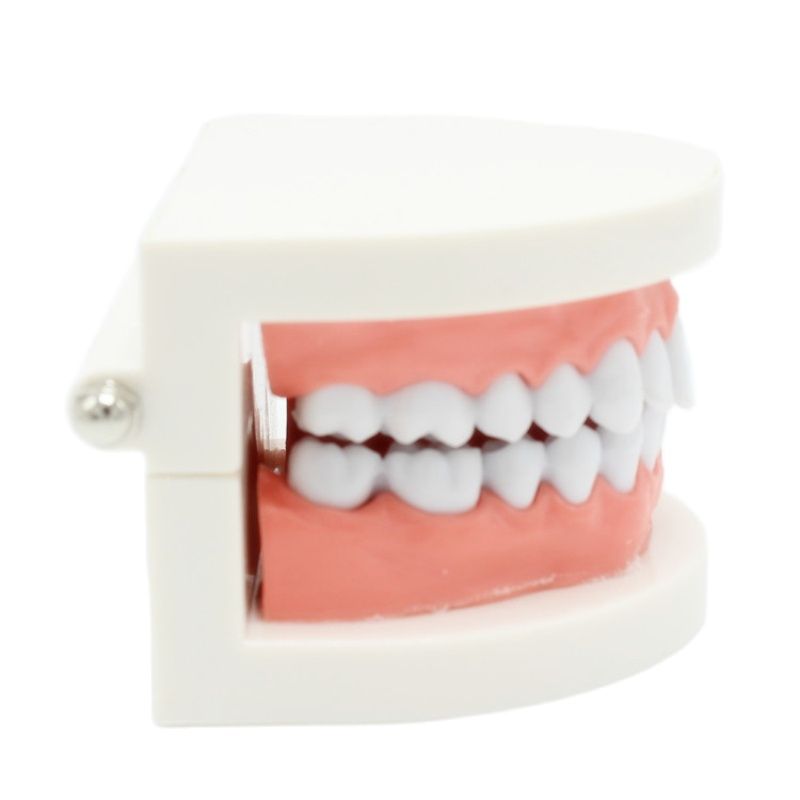 Dental Teeth Model Demonstration Tool Dental Teeth Model Demonstration Tool