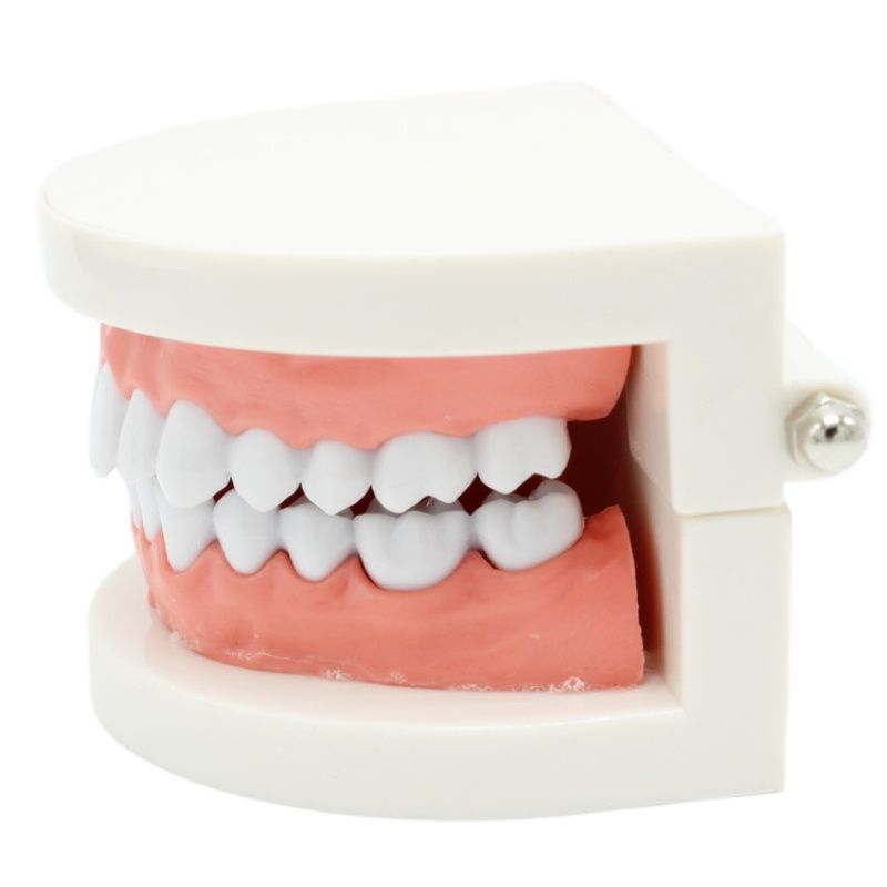 Dental Teeth Model Demonstration Tool Dental Teeth Model Demonstration Tool