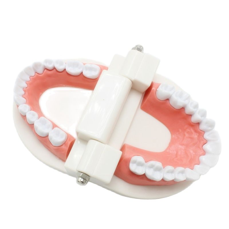 Dental Teeth Model Demonstration Tool Dental Teeth Model Demonstration Tool