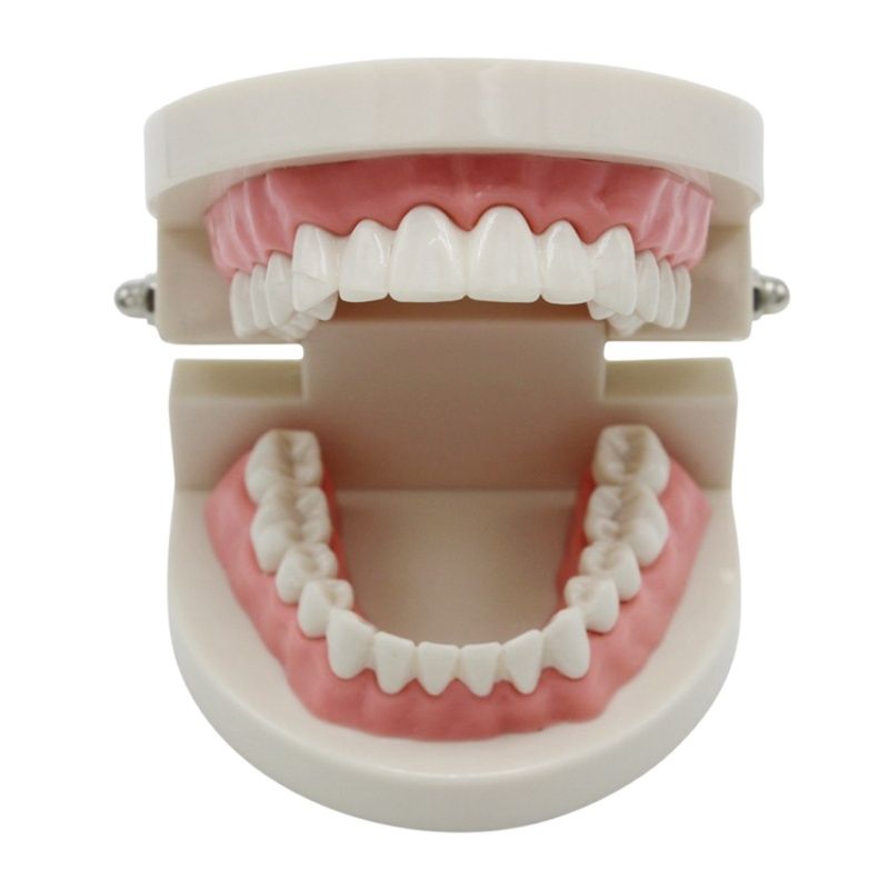 Dental Teeth Model Demonstration Tool Dental Teeth Model Demonstration Tool