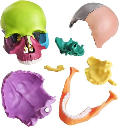 Detachable Teaching Anatomical Skull Model Desktop Ornament Disassembled Color Life Size Simulated Medical Anatomy Demo