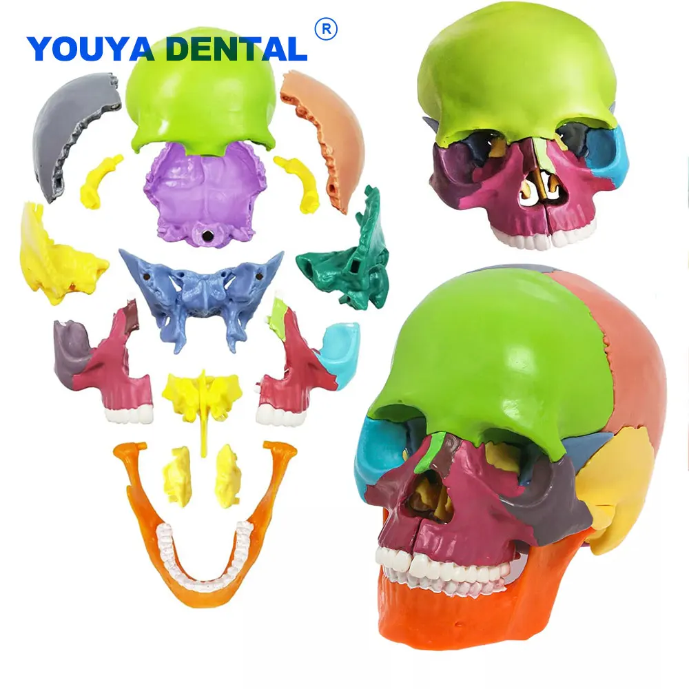 Detachable Teaching Anatomical Skull Model Desktop Ornament Disassembled Color Life Size Simulated Medical Anatomy Demo