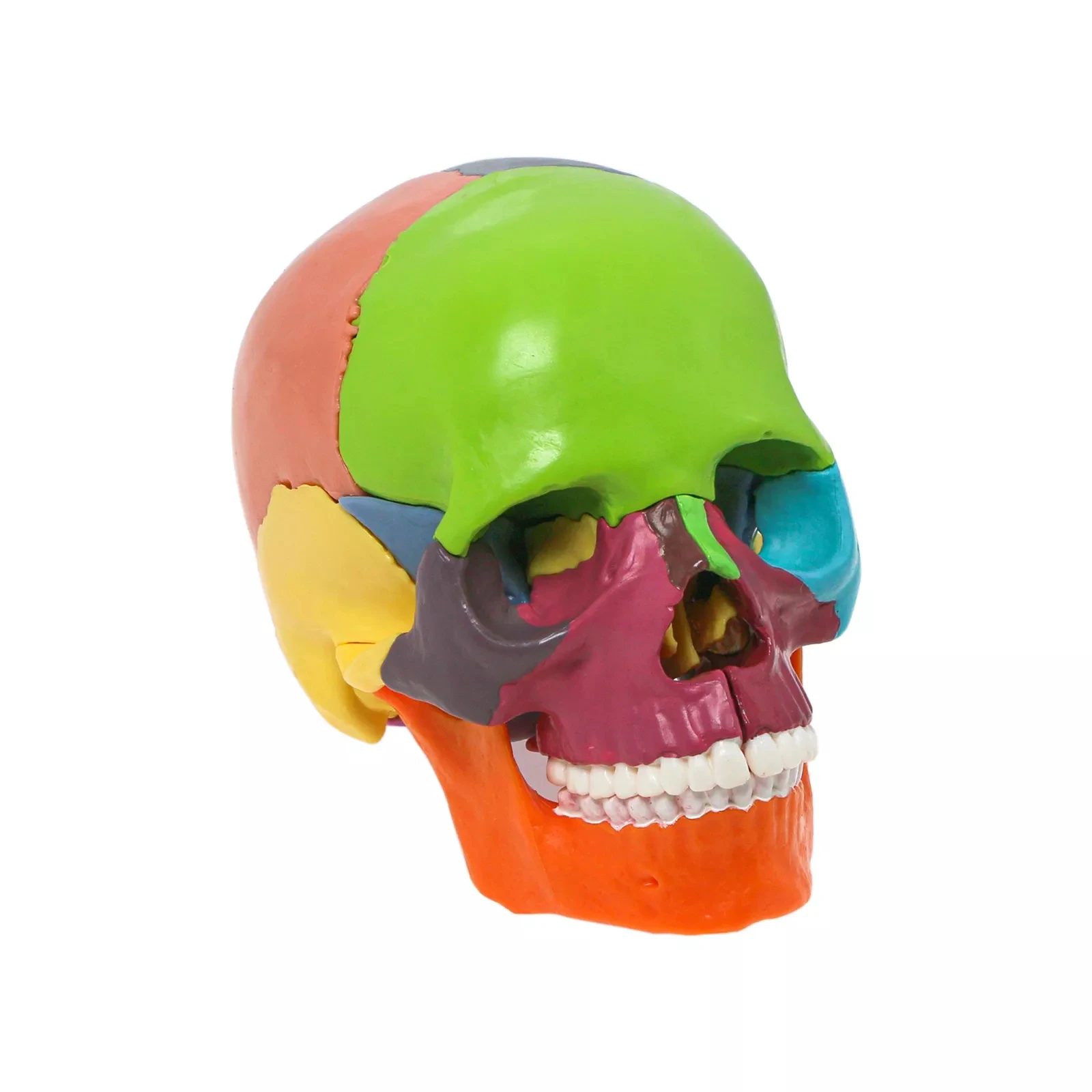 Detachable Teaching Anatomical Skull Model Desktop Ornament Disassembled Color Life Size Simulated Medical Anatomy Demo