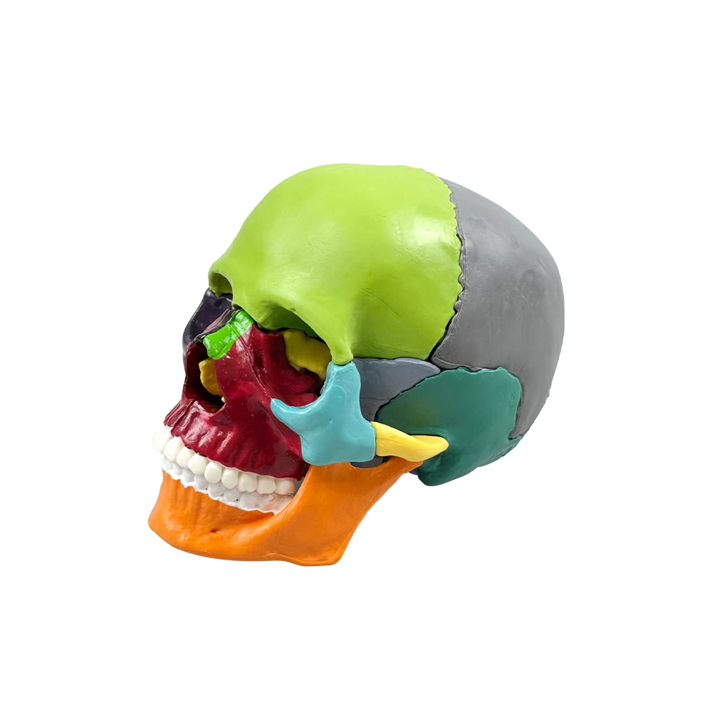 Detachable Teaching Anatomical Skull Model Desktop Ornament Disassembled Color Life Size Simulated Medical Anatomy Demo