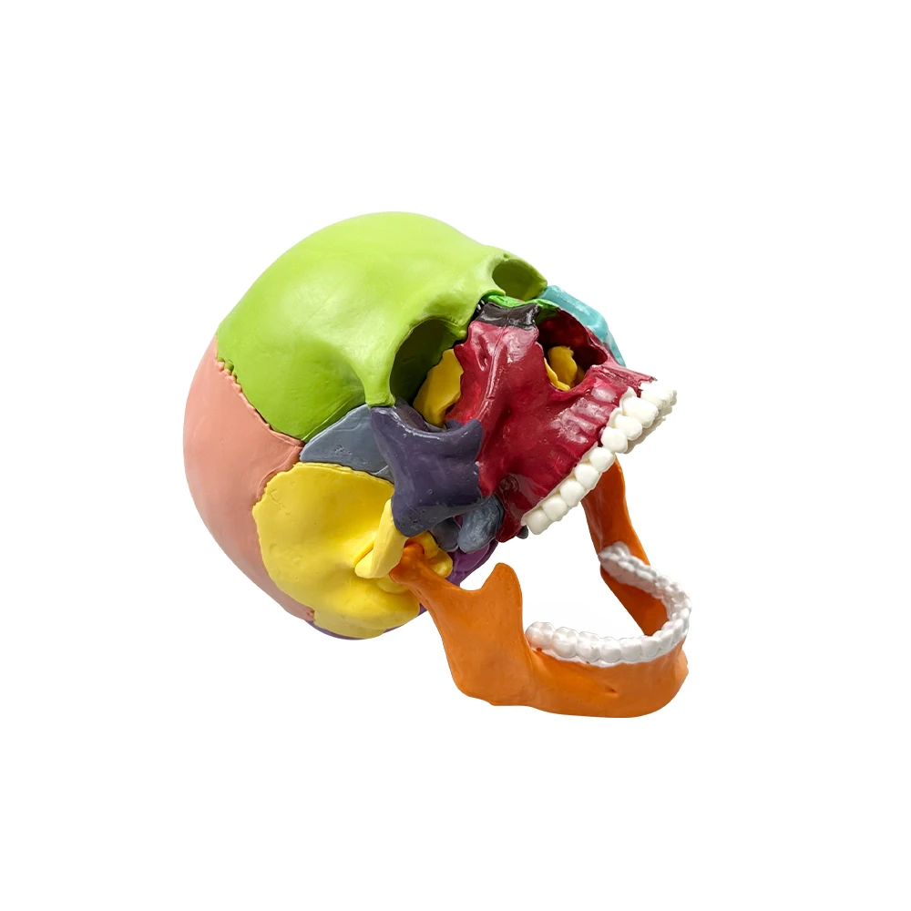 Detachable Teaching Anatomical Skull Model Desktop Ornament Disassembled Color Life Size Simulated Medical Anatomy Demo
