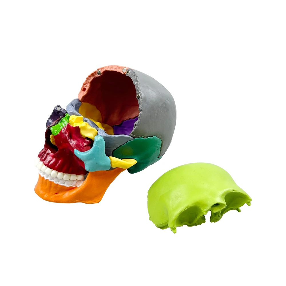 Detachable Teaching Anatomical Skull Model Desktop Ornament Disassembled Color Life Size Simulated Medical Anatomy Demo