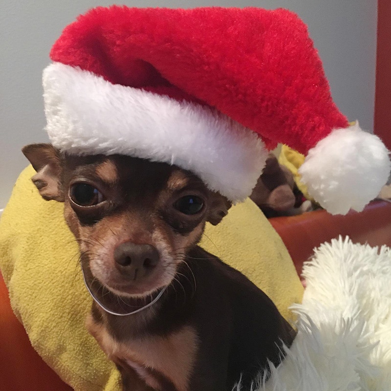 Dog Christmas Hat Pet Santa Claus Cap