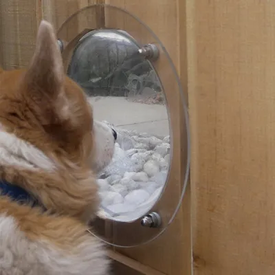 Dog Fence Bubble with Screws