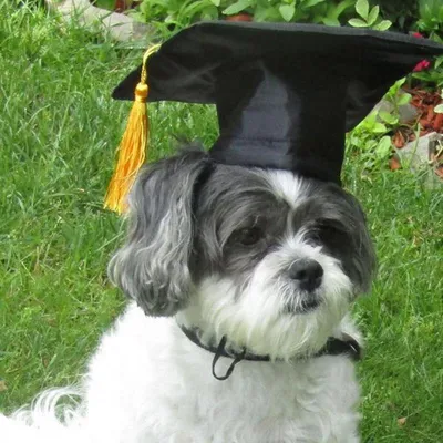 Dog Graduation Cap Pet Costume Dog Graduation Cap Pet Costume