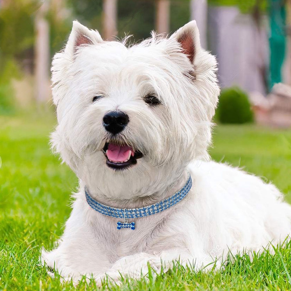 Dog Necklace Pet Accessory Dog Necklace Pet Accessory