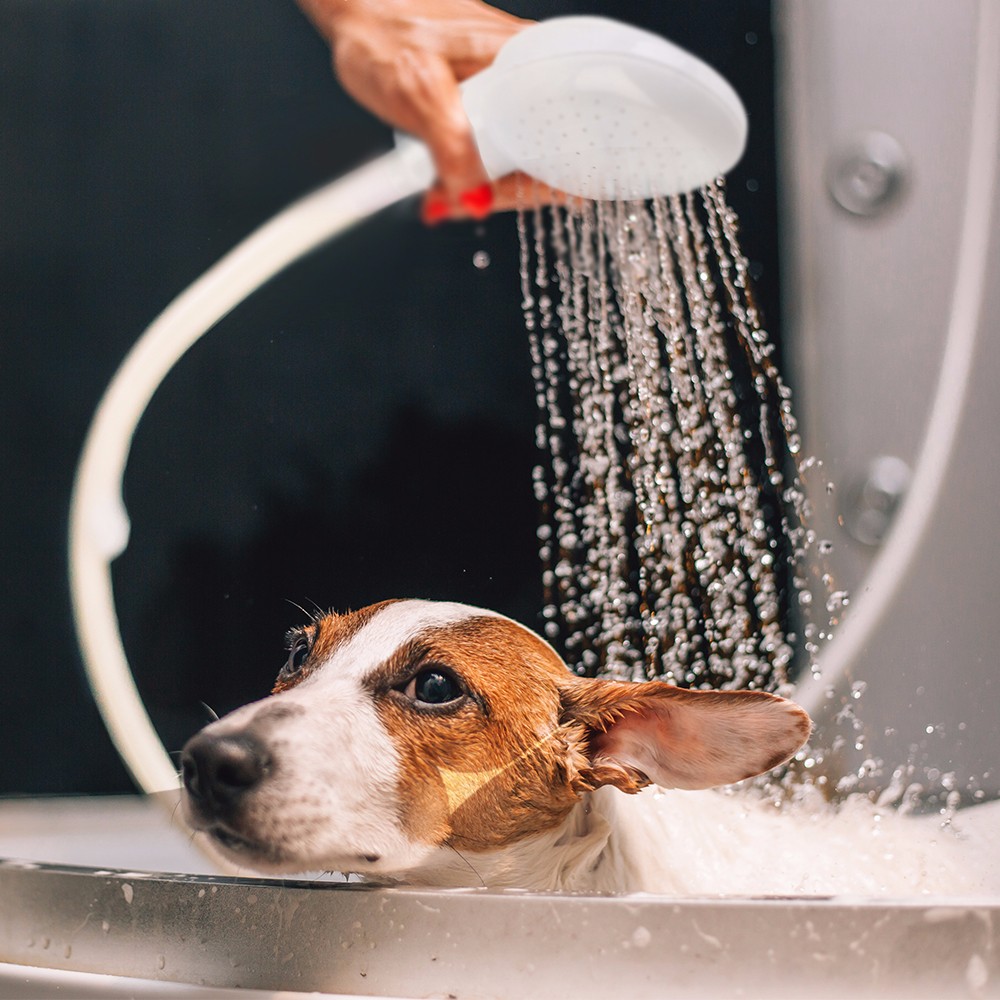 Dog Shower Head Portable Bath Dog Shower Head Portable Bath