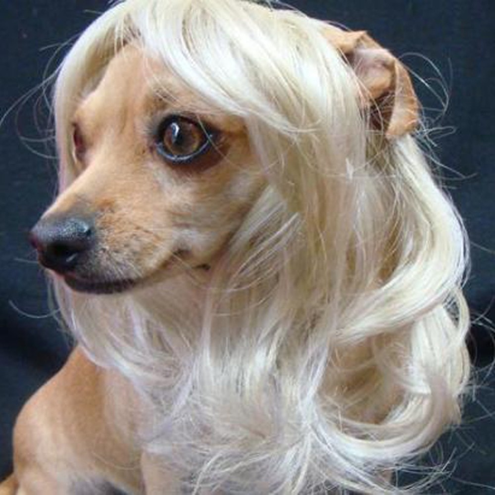 Dog Wig Party Dog Headwear Dog Wig Party Dog Headwear