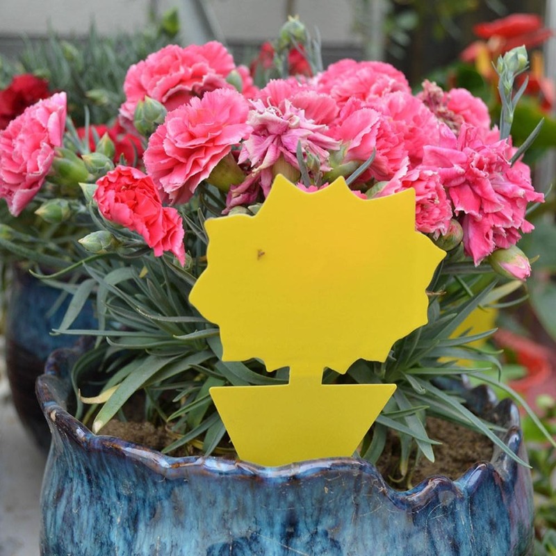Double Sided Yellow Sticky Traps (10pcs)