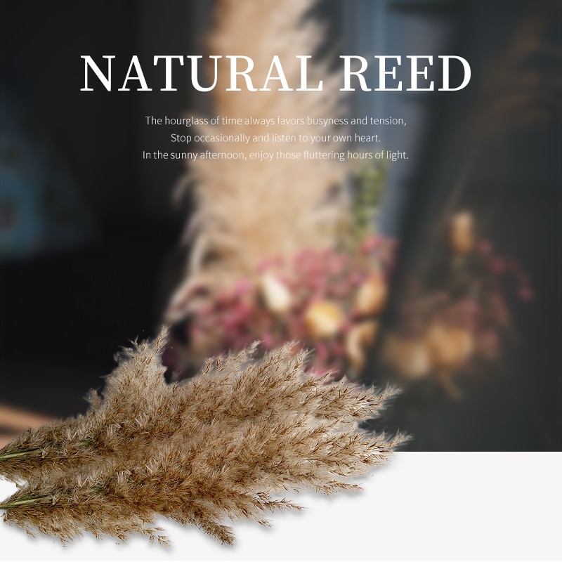Dried Natural Pampas Grass Decor (10 pcs)
