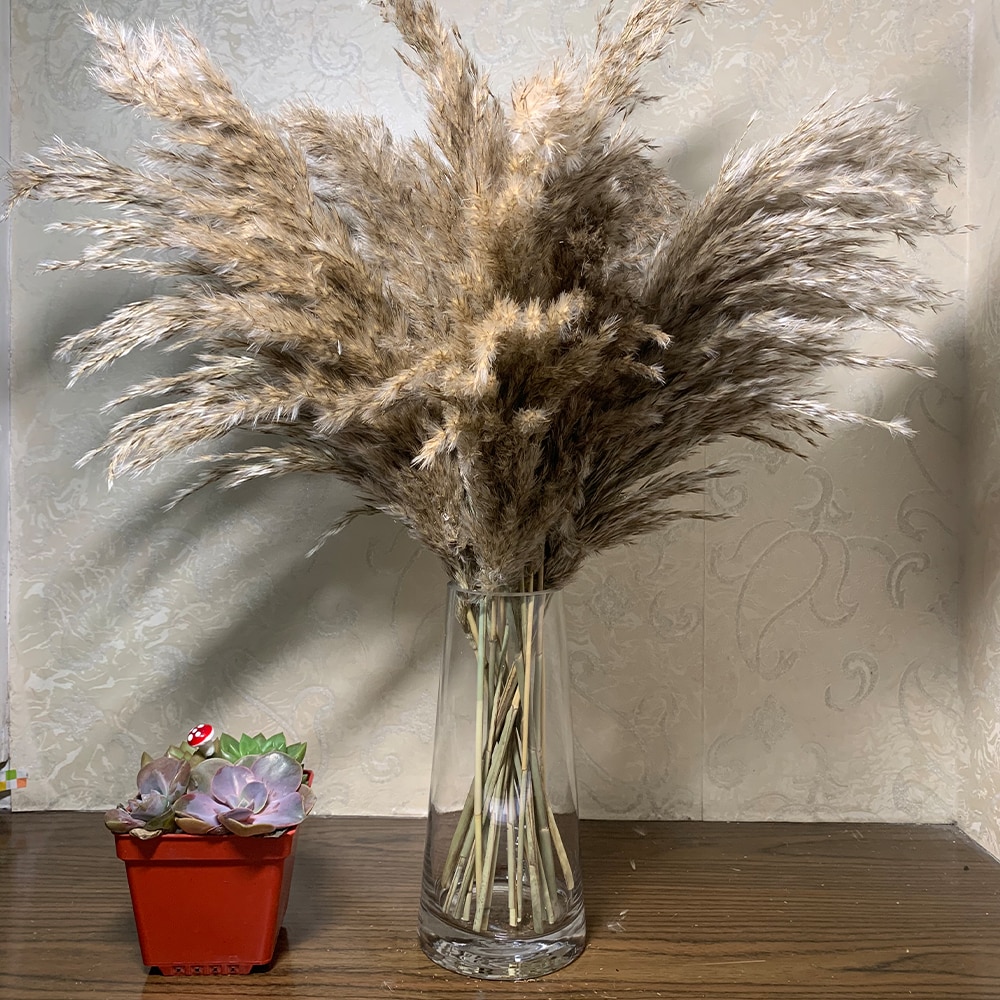 Dried Natural Pampas Grass Decor (10 pcs)
