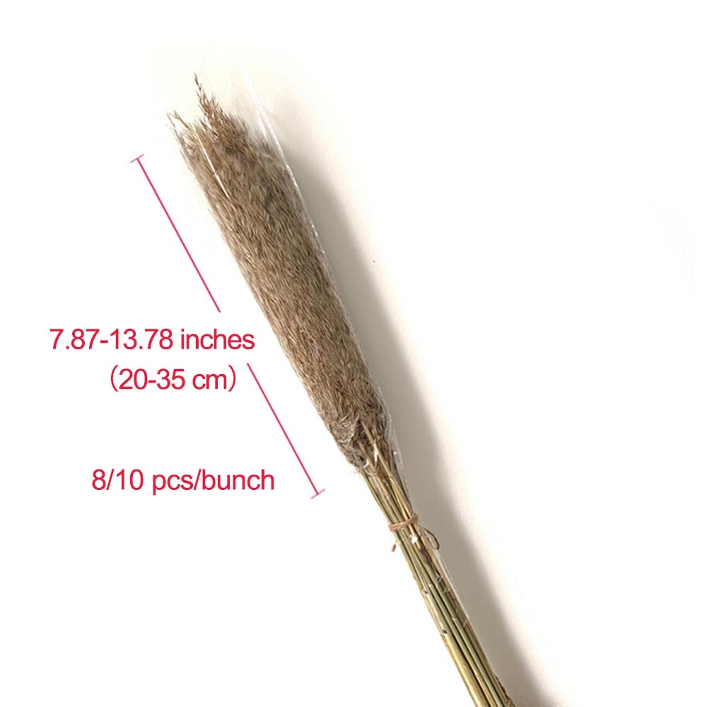 Dried Pampas Grass Decor with Vase Dried Pampas Grass Decor with Vase