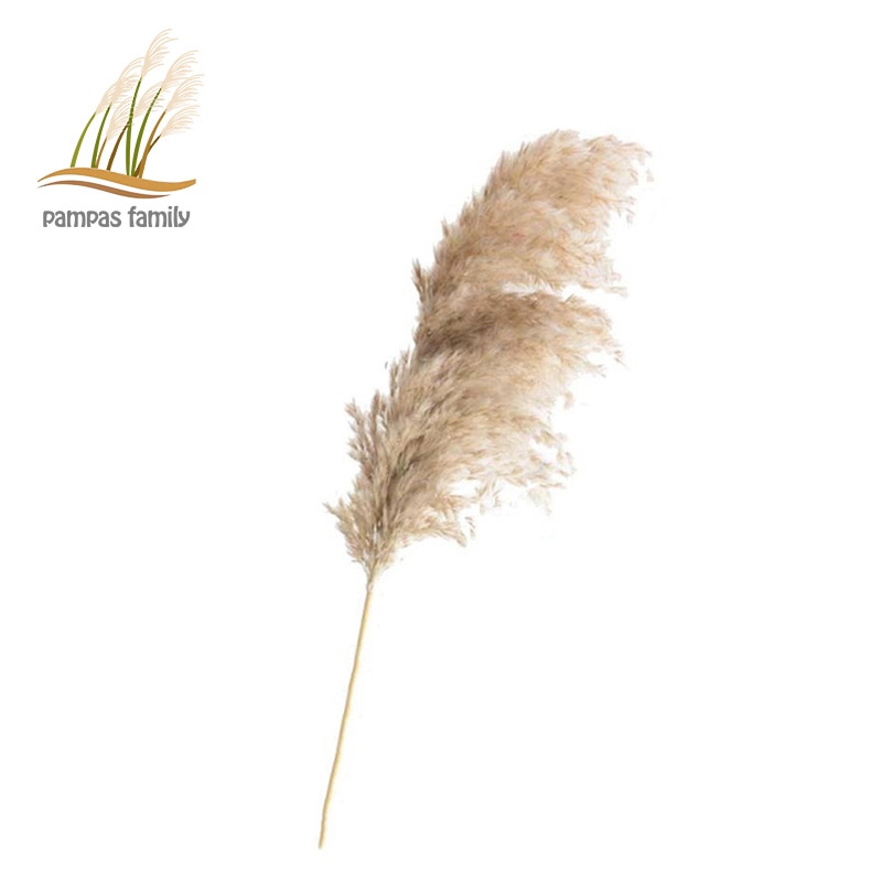 Dried Pampas Grass Decor with Vase Dried Pampas Grass Decor with Vase