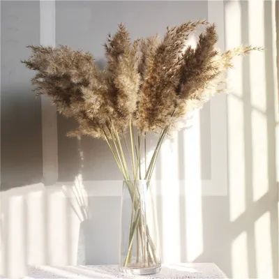Dried Pampas Grass Rustic Decoration (20 pcs) Dried Pampas Grass Rustic Decoration (20 pcs)