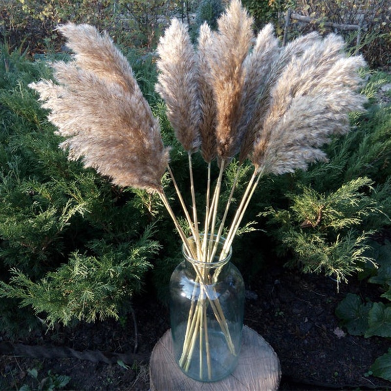 Dried Pampas Grass Rustic Decoration (20 pcs) Dried Pampas Grass Rustic Decoration (20 pcs)