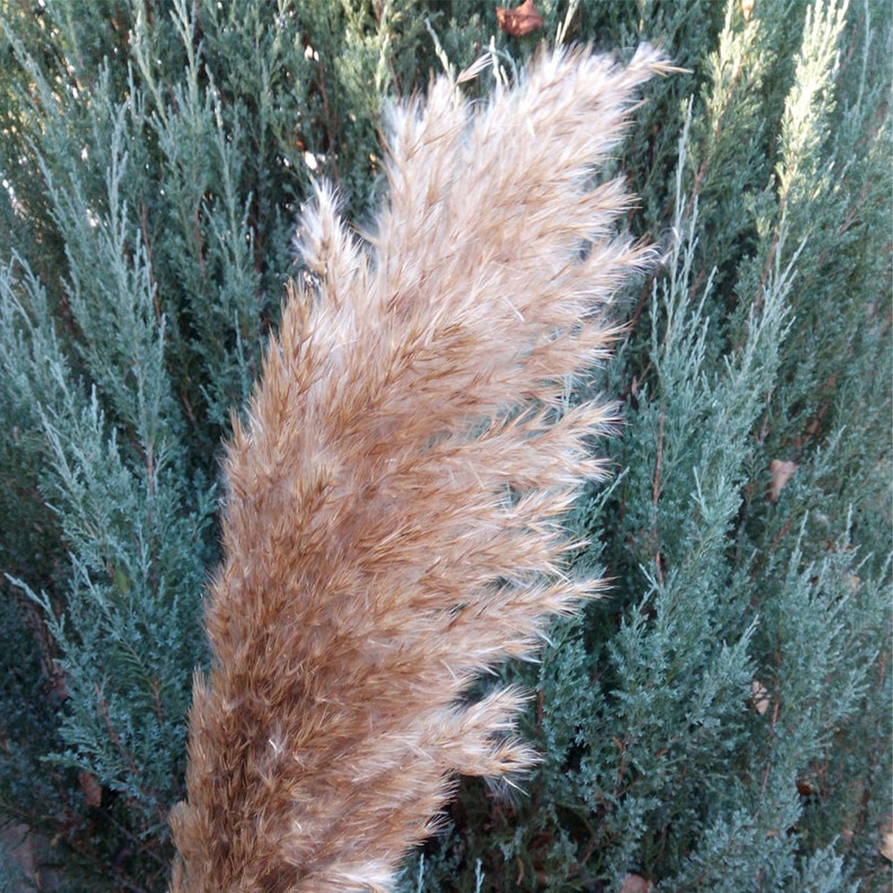 Dried Pampas Grass Rustic Decoration (20 pcs) Dried Pampas Grass Rustic Decoration (20 pcs)