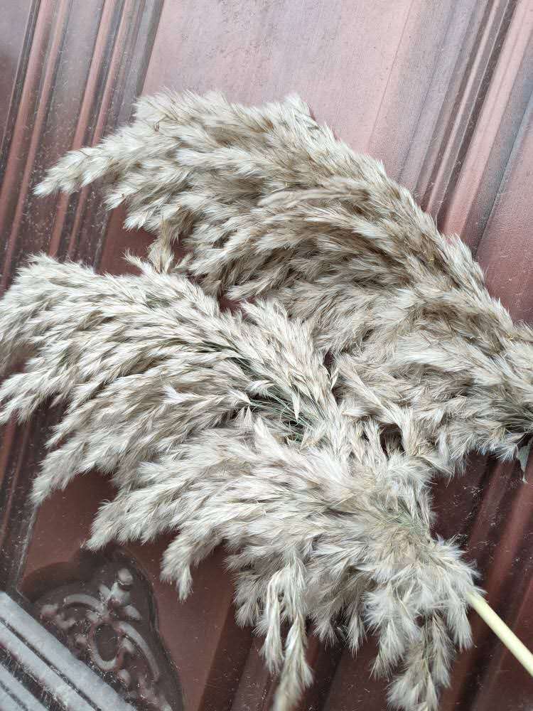 Dried Pampas Grass Rustic Decoration (20 pcs) Dried Pampas Grass Rustic Decoration (20 pcs)