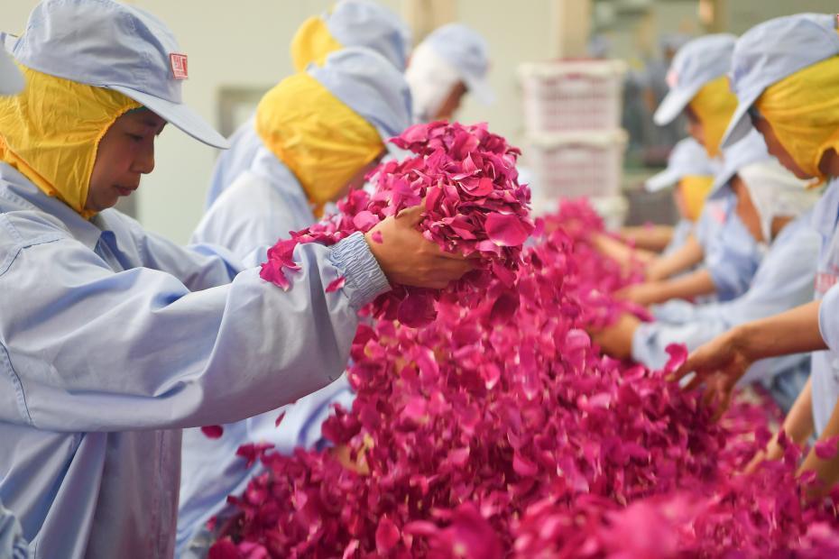 Dried Rose Petals Preserved Fragrant Petals