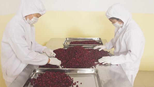 Dried Rose Petals Preserved Fragrant Petals