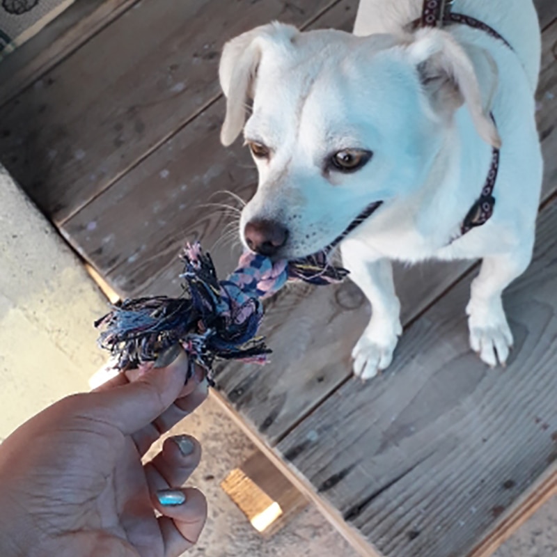 Durable Braided Rope Dog Chew Toy Durable Braided Rope Dog Chew Toy
