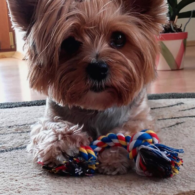 Durable Braided Rope Dog Chew Toy Durable Braided Rope Dog Chew Toy