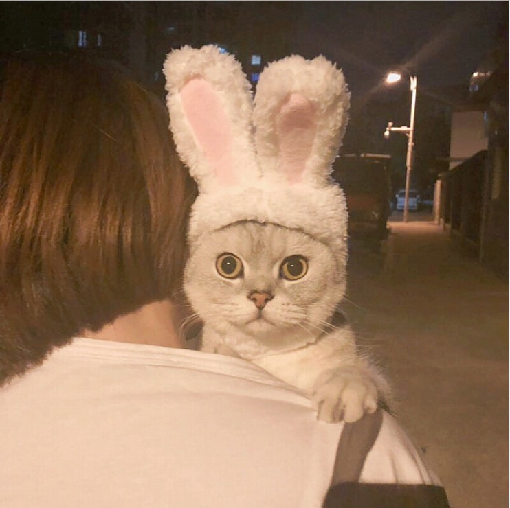 Elastic Plush Bunny Hat for Cats