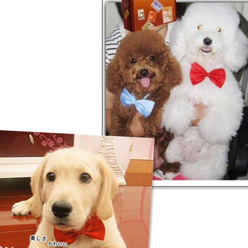 Elegant Adjustable Dog Bow Collar Elegant Adjustable Dog Bow Collar