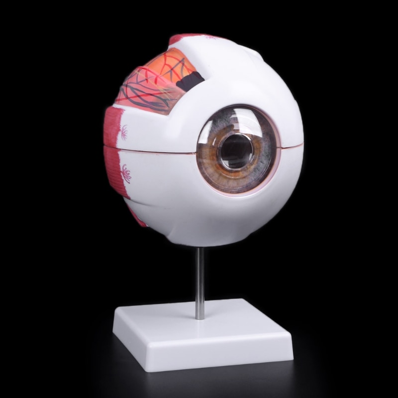 Eye Anatomy Model Medical Demo Tool Eye Anatomy Model Medical Demo Tool