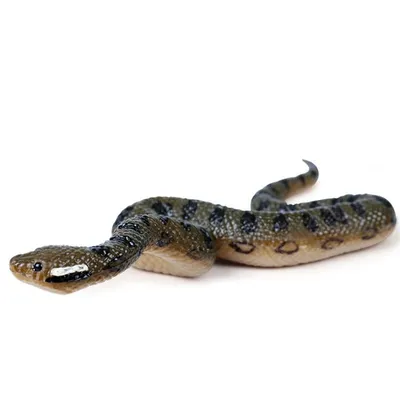Fake Anaconda Realistic Rubber Snake Fake Anaconda Realistic Rubber Snake