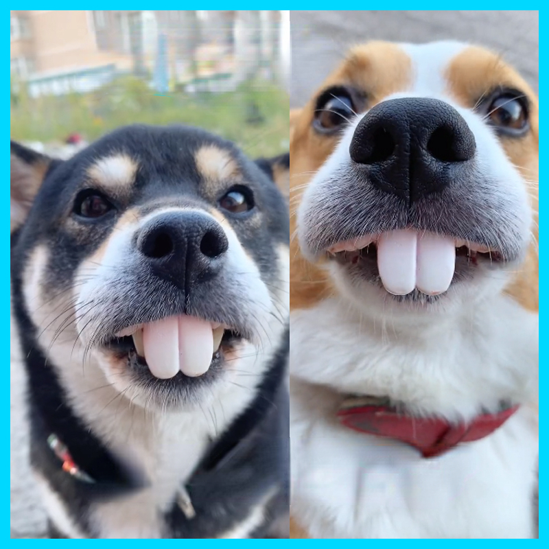 Fake Dog Teeth Pet Accessory Fake Dog Teeth Pet Accessory