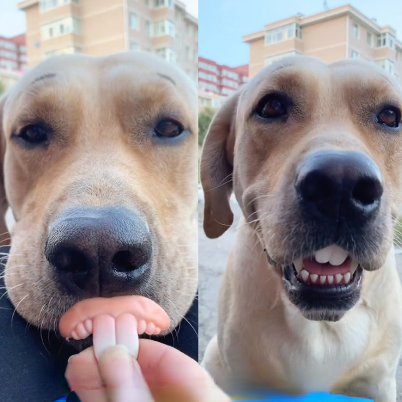 Fake Dog Teeth Pet Accessory Fake Dog Teeth Pet Accessory