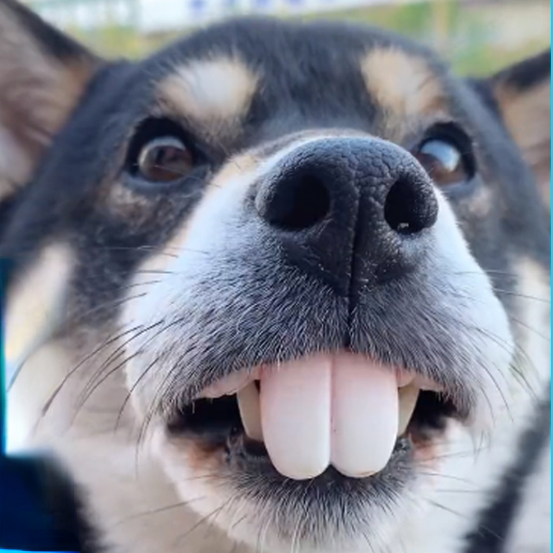 Fake Dog Teeth Pet Accessory Fake Dog Teeth Pet Accessory