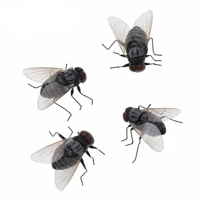 Fake Fly Funny Fridge Magnets (4 pcs)