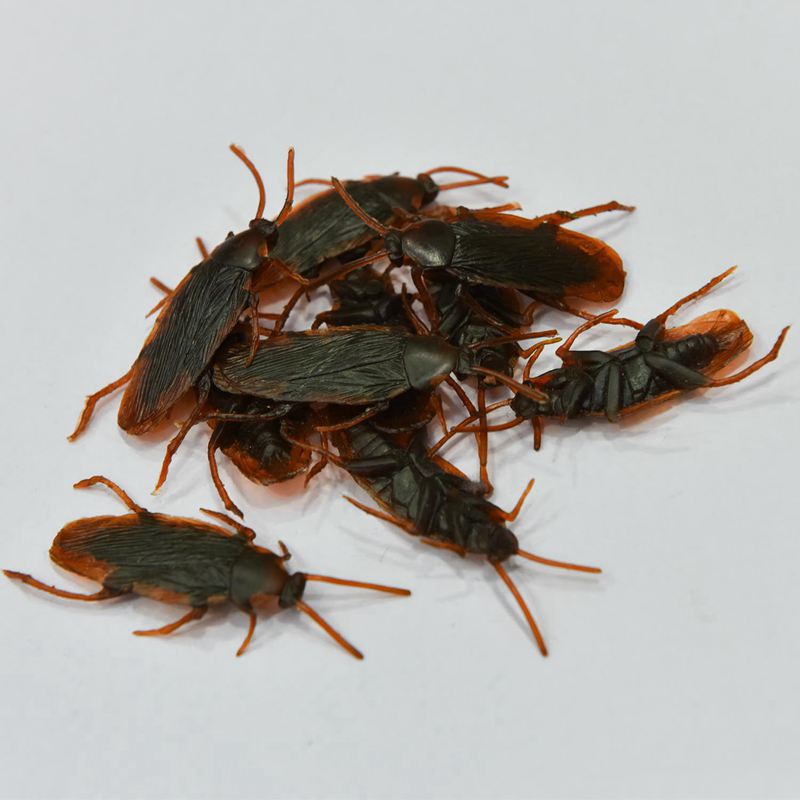 Fake Plastic Cockroach Toys (100 pcs)