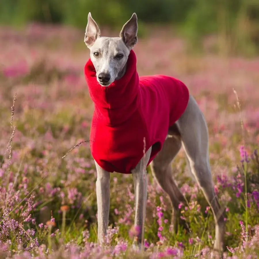 Fashionable Italian Greyhound Turtleneck Fashionable Italian Greyhound Turtleneck