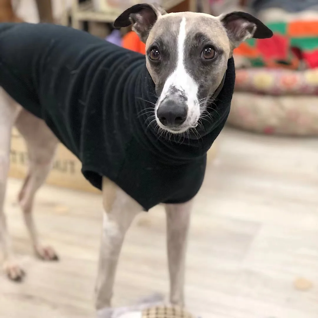 Fashionable Italian Greyhound Turtleneck