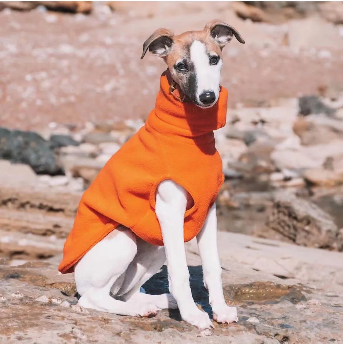 Fashionable Italian Greyhound Turtleneck