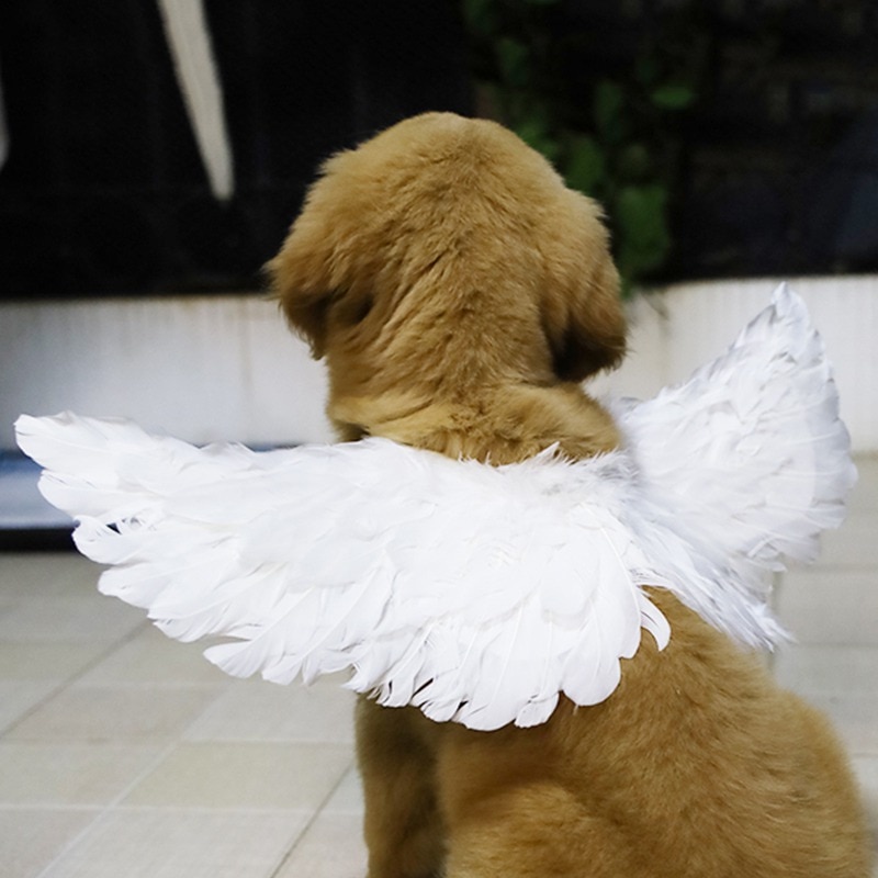 Feather Dog Wings Pet Costume