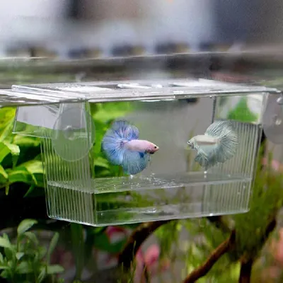 Fish Breeding Box Aquarium Accessory Fish Breeding Box Aquarium Accessory
