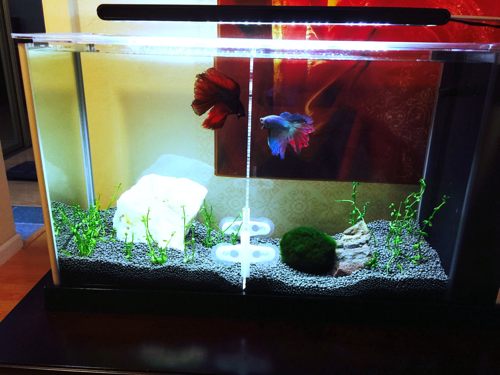 Fish Tank Separator with 4 Suction Cups Fish Tank Separator with 4 Suction Cups