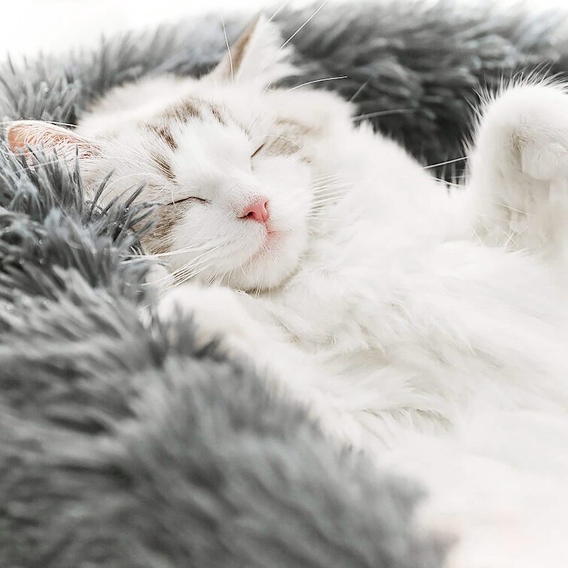 Fluffy Pet Bed Soft Round Pet Bed Fluffy Pet Bed Soft Round Pet Bed