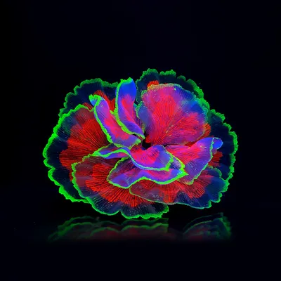 Fluorescent Aquarium Decor Fish Tank Landscaping Coral Simulation Lettuce Coral Ornaments Small Underwater World