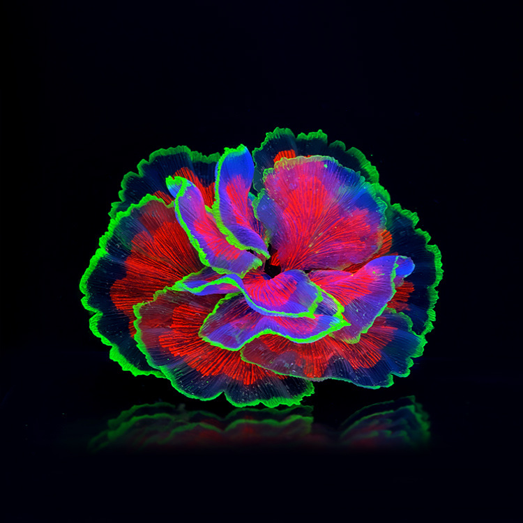 Fluorescent Aquarium Decor Fish Tank Landscaping Coral Simulation Lettuce Coral Ornaments Small Underwater World Fluorescent Aquarium Decor Fish Tank Landscaping Coral Simulation Lettuce Coral Ornaments Small Underwater World